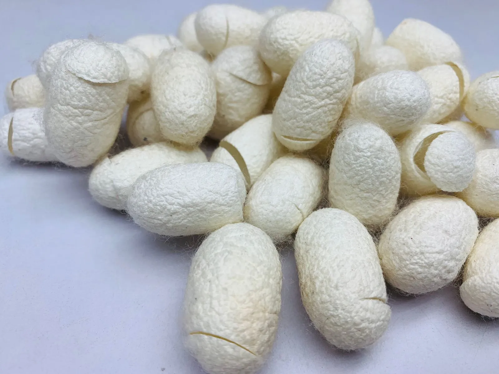 Mulberry Silk Cocoon