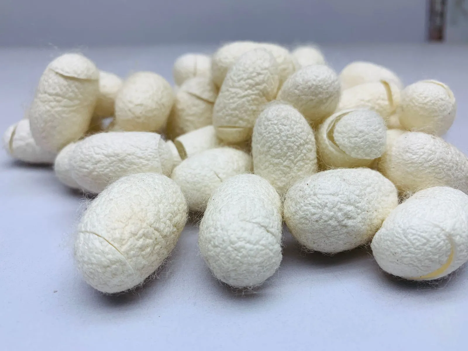 Mulberry Silk Cocoon