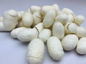 Mulberry Silk Cocoon