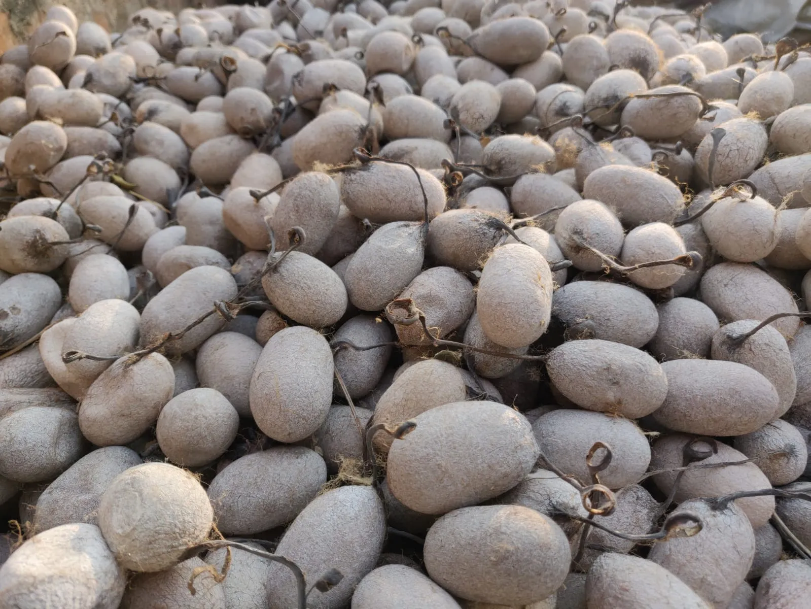 Tassar Silk Cocoon