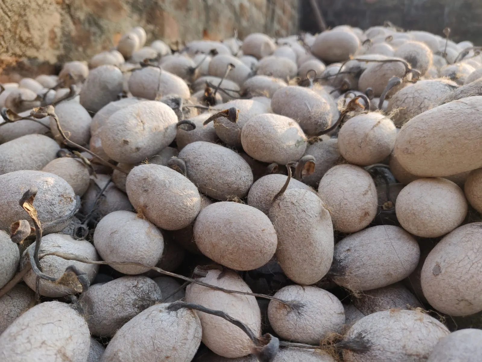 Tassar Silk Cocoon