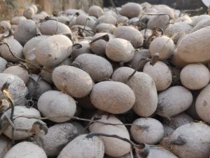 Tassar Silk Cocoon