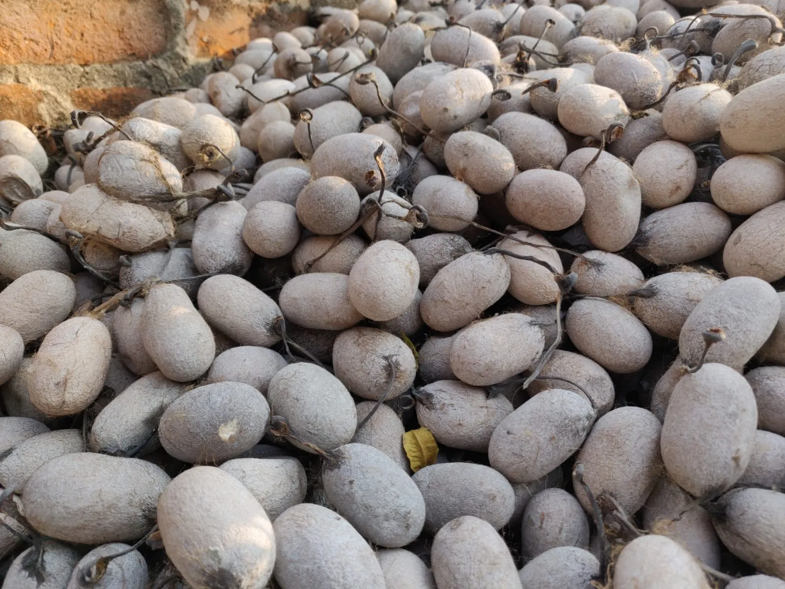 Tassar Silk Cocoon